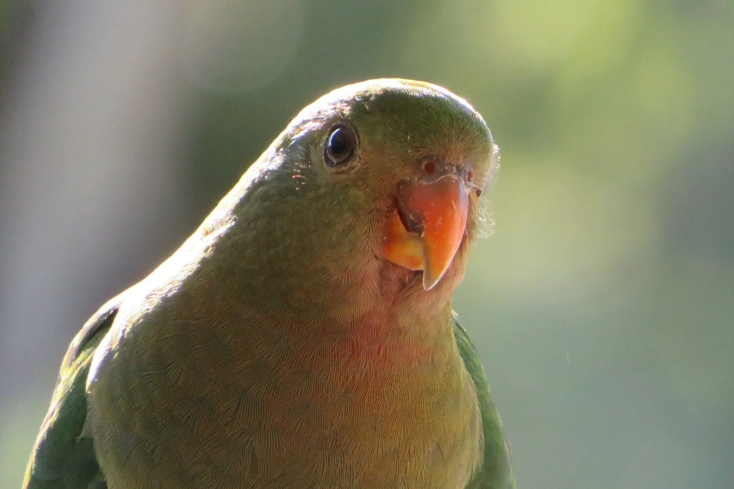 Adopting A Parrot