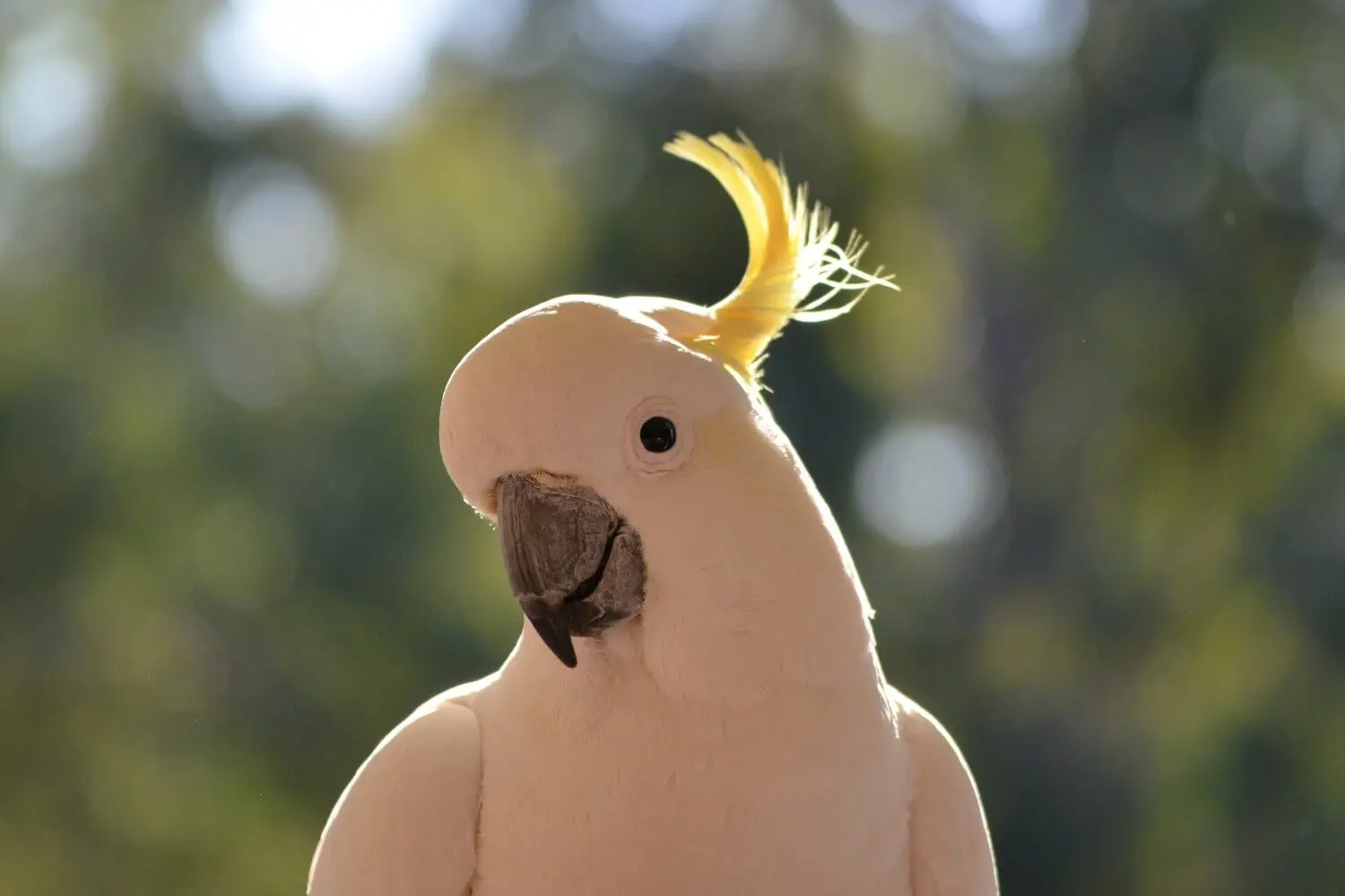 Bird Toys