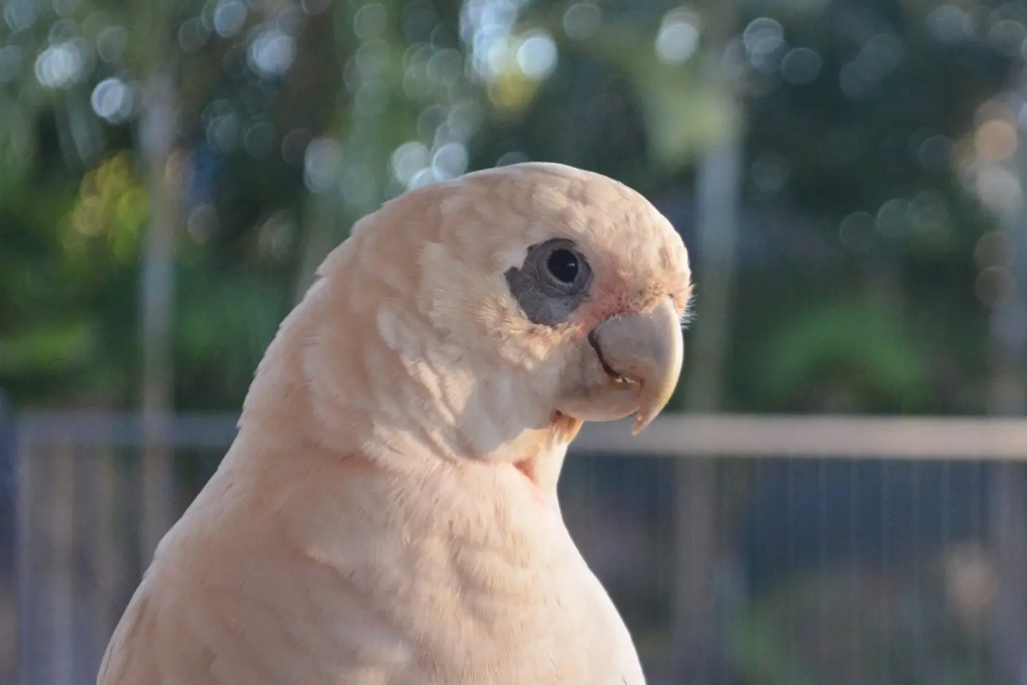 How To Bond With Your Parrot