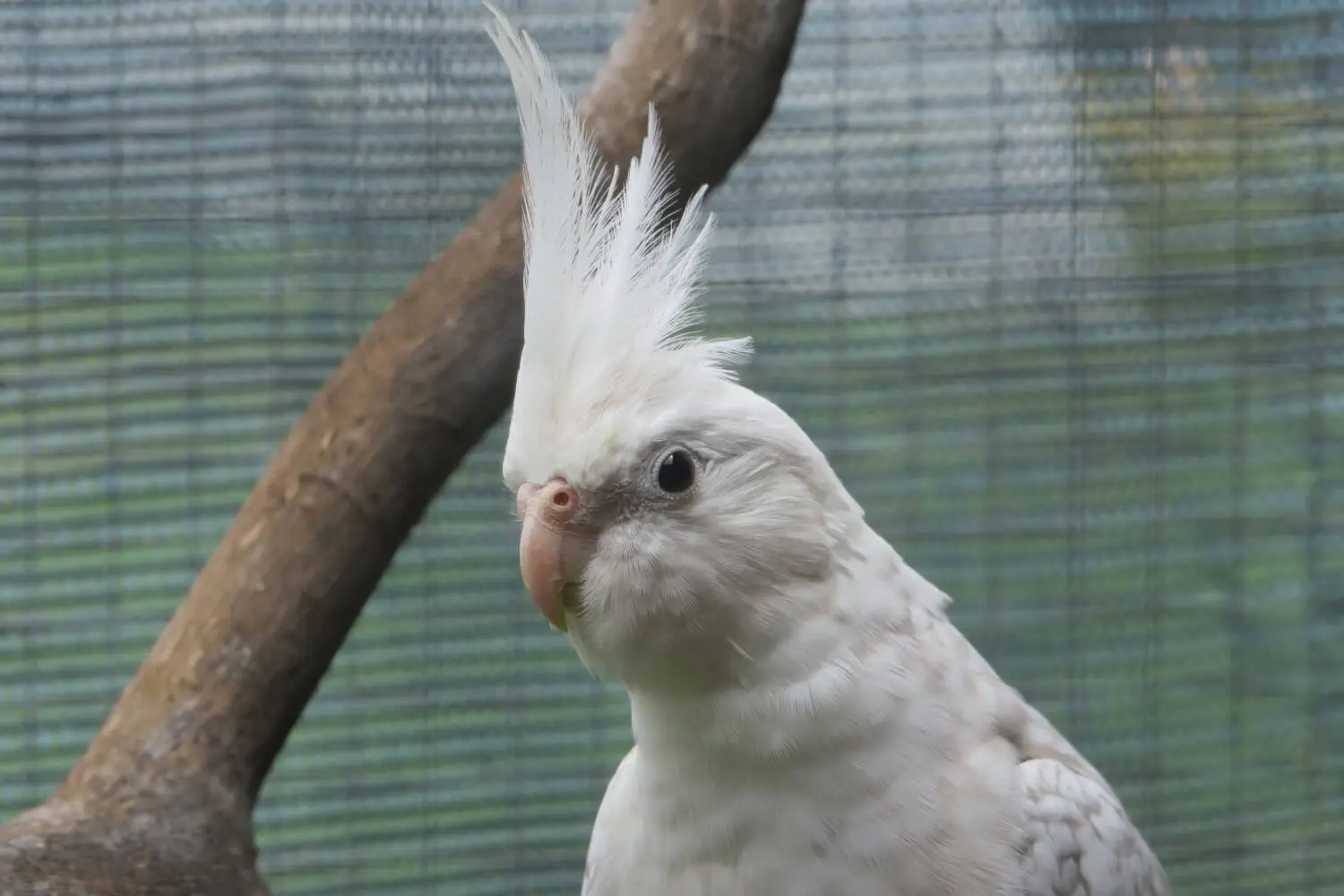 Parrot Enclosure Hygiene