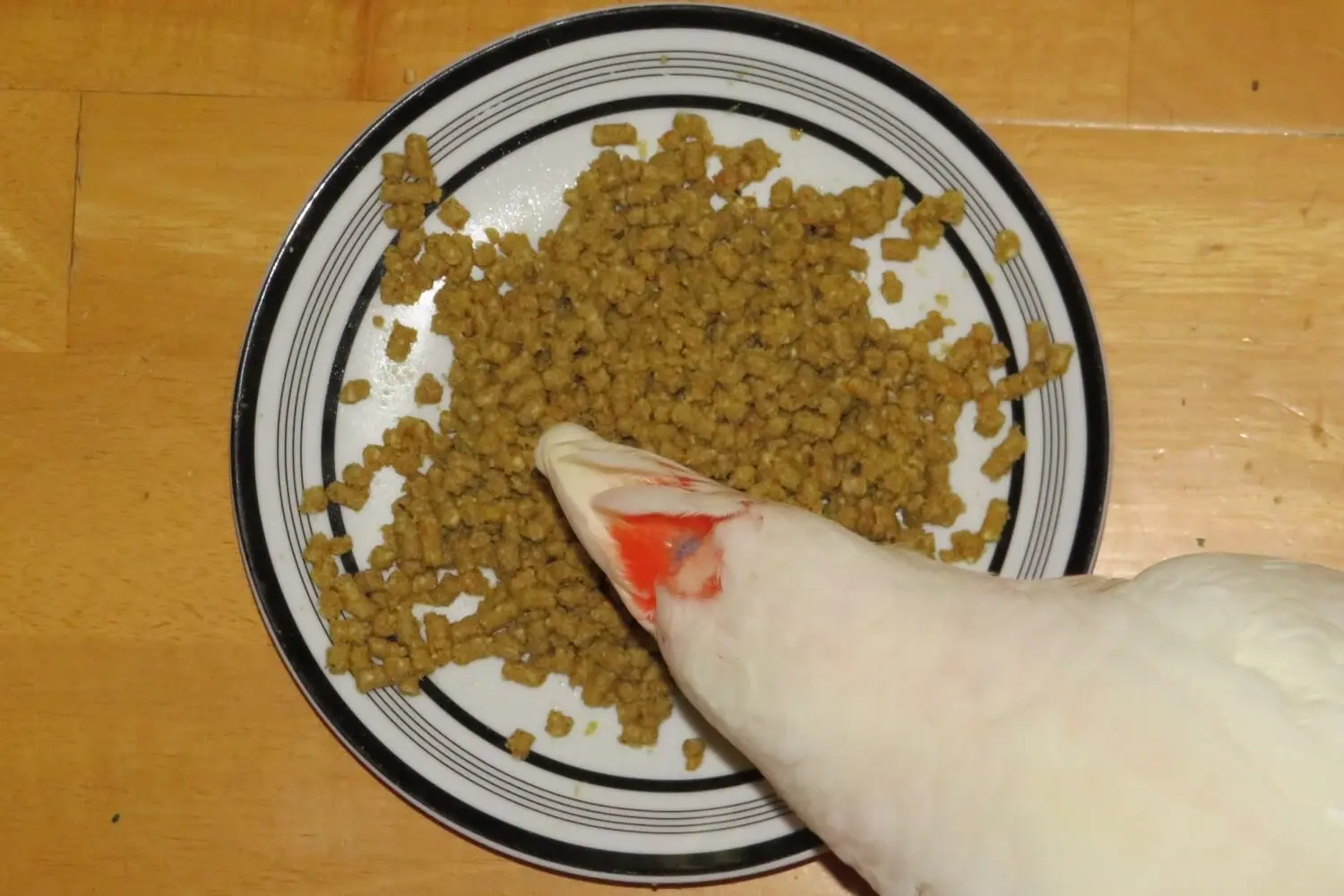 Switching Birds To Pellets