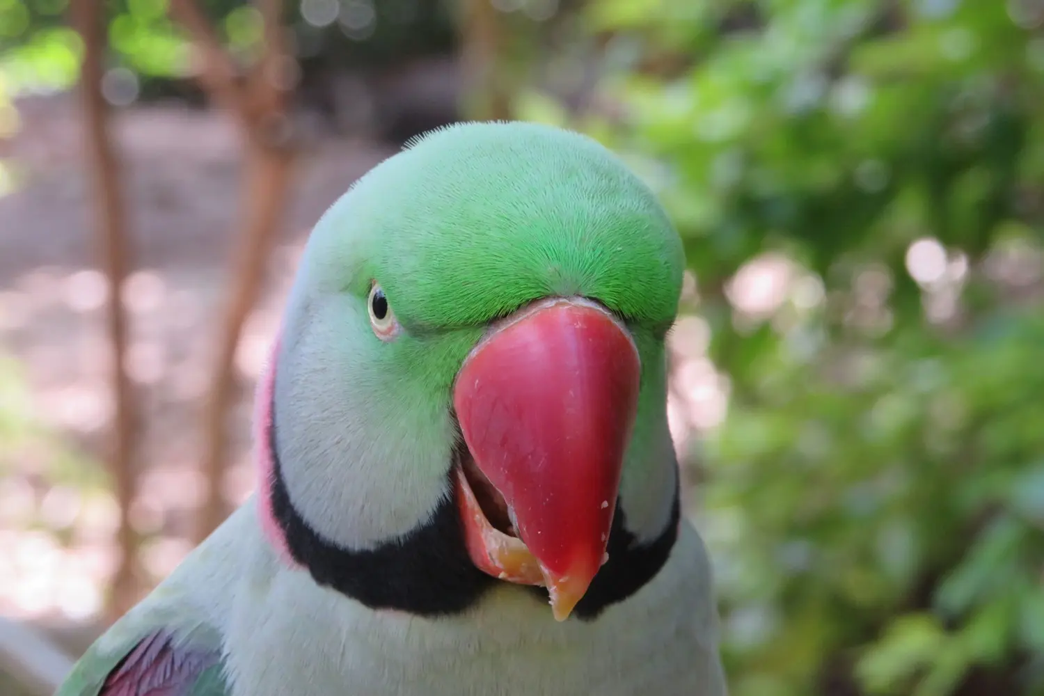 The Parrot Health Kit