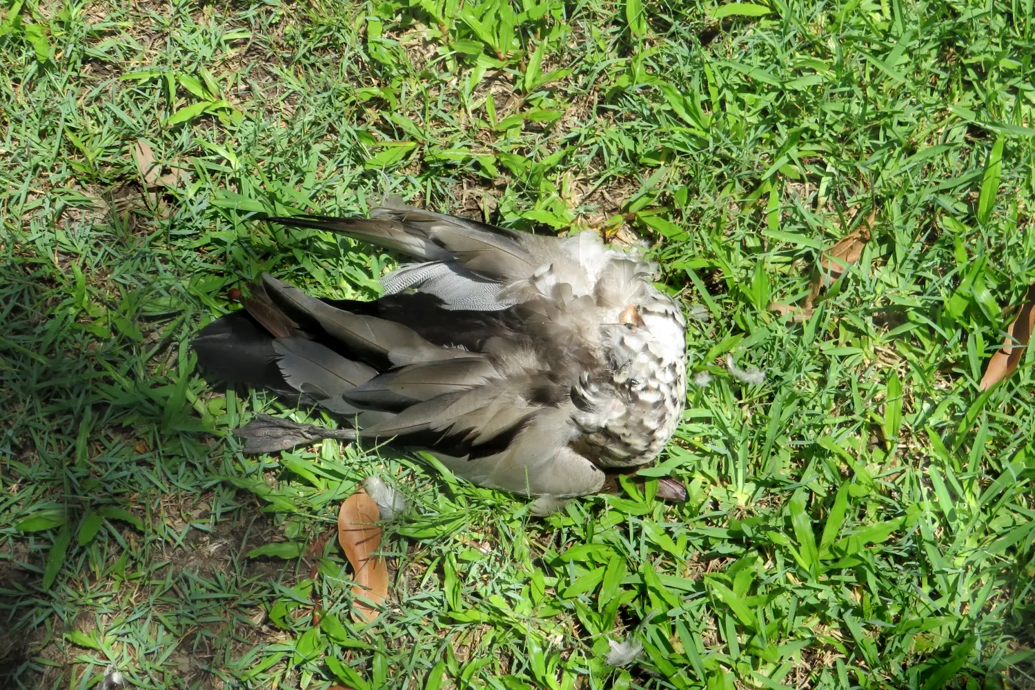Another Deceased Wild Bird At Fenceline