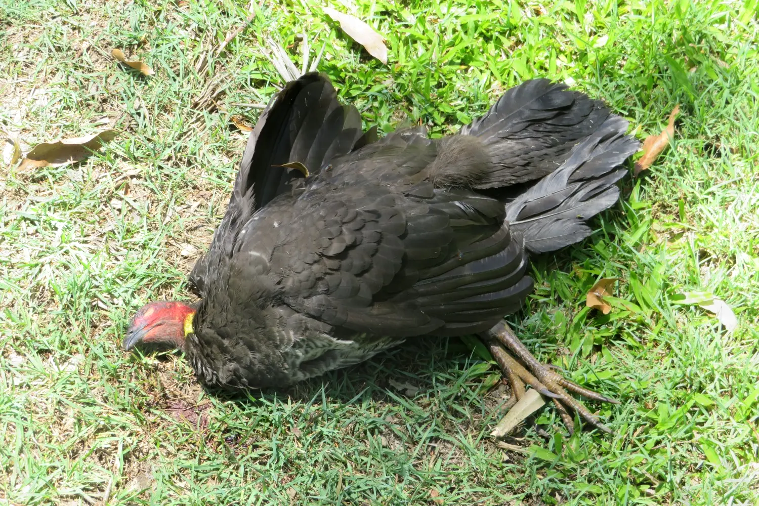 Deceased Wildlife Laying On Lawn