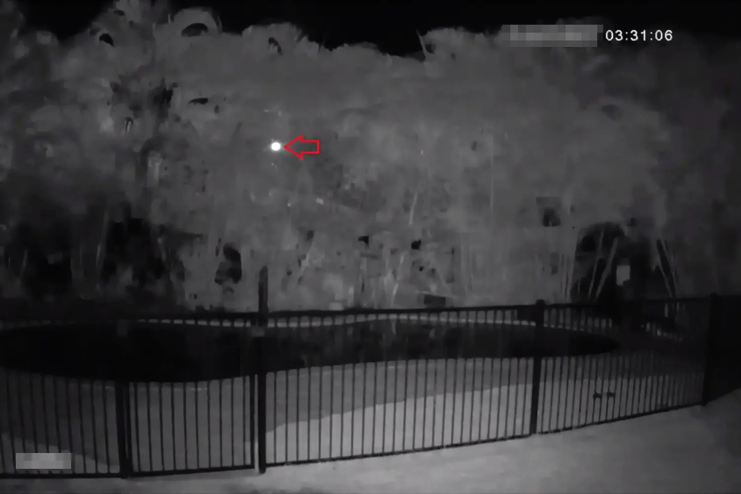 Infrared Glow At Palm Fronds