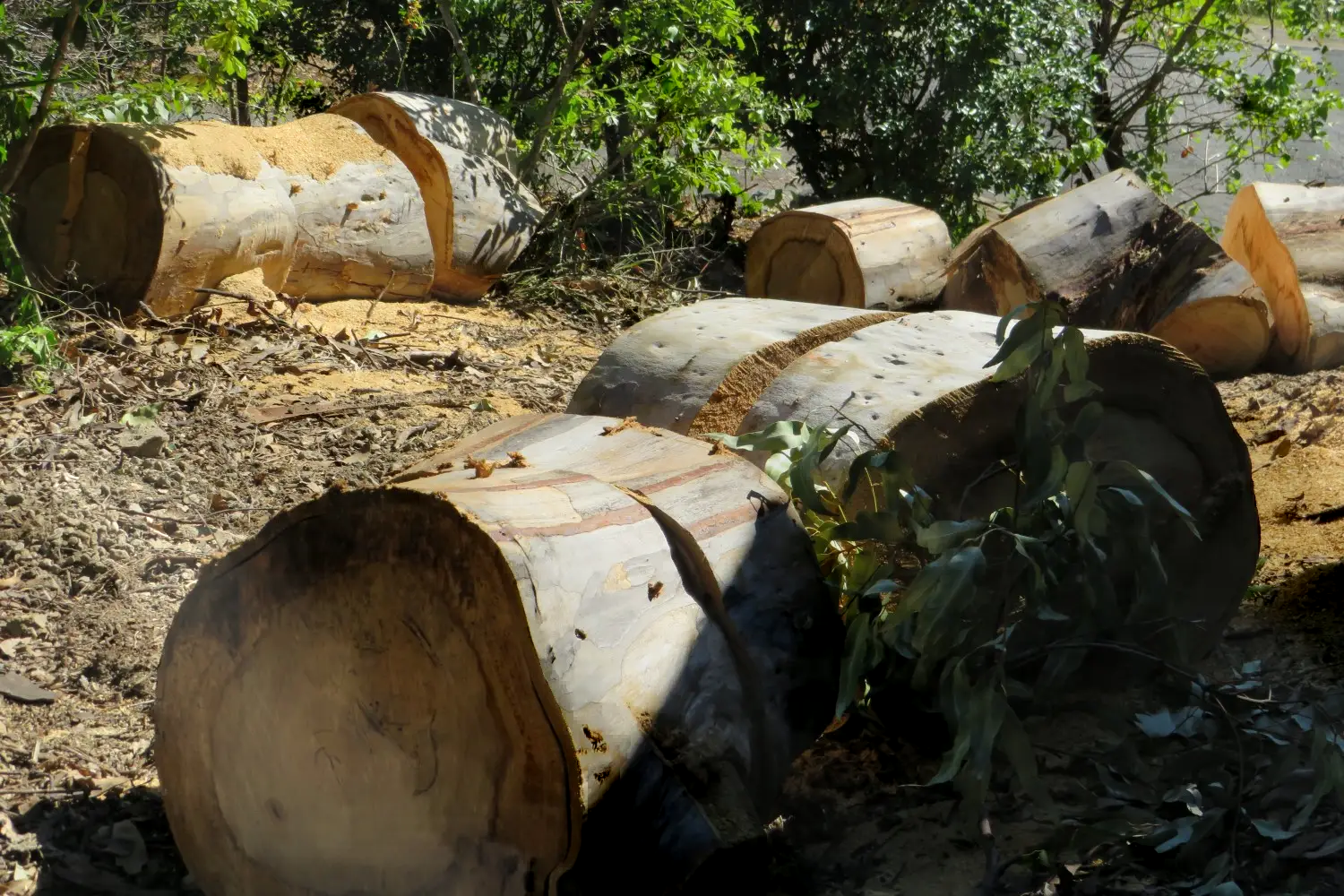 Trees That Have Been Removed