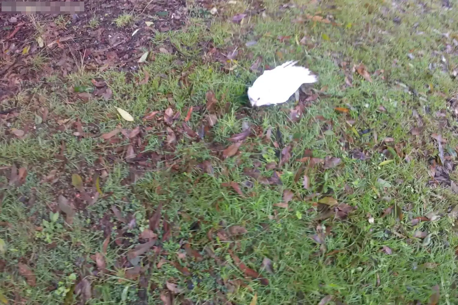 Another Dying Bird Found Beside Our Driveway