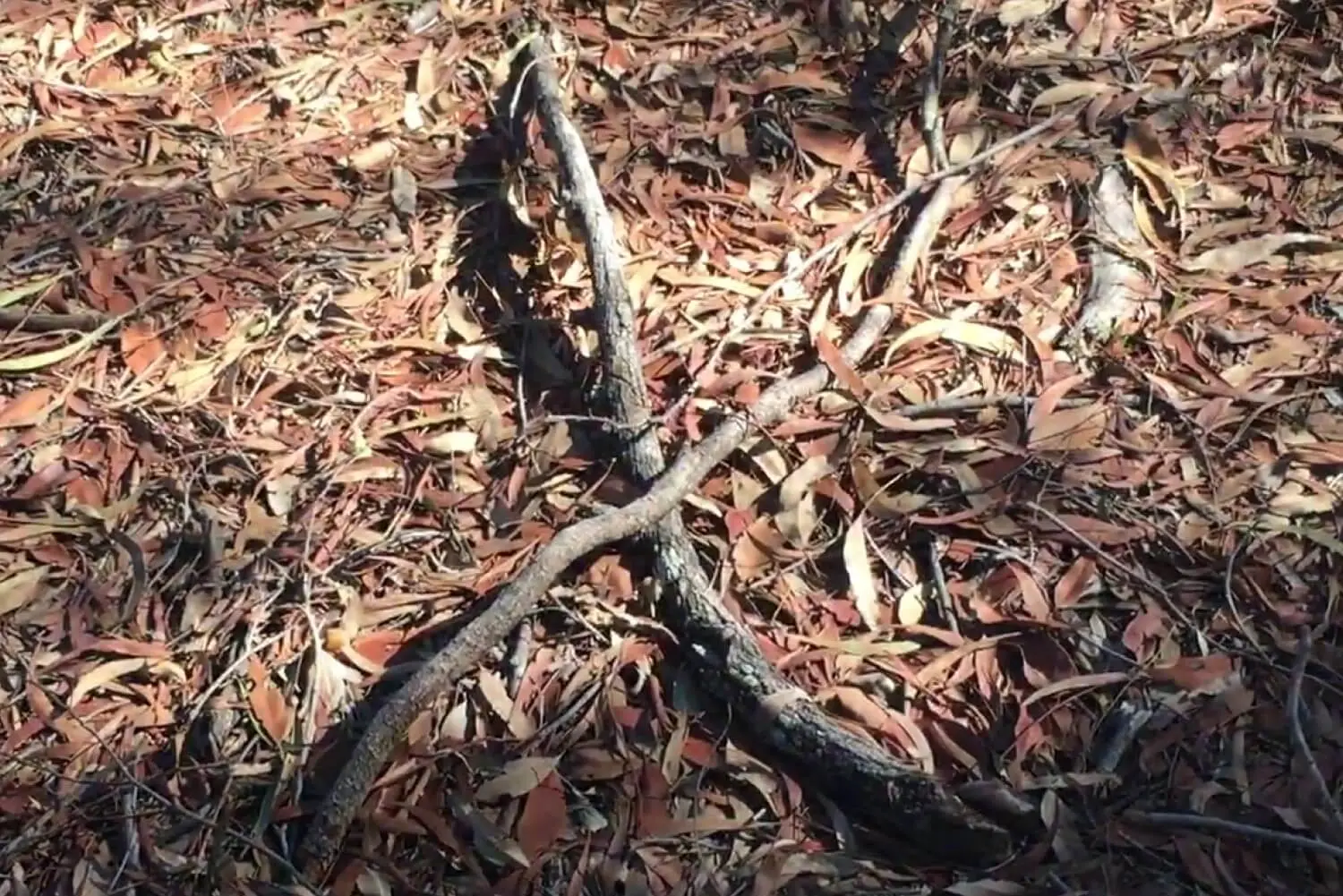 Big X Made With Branches