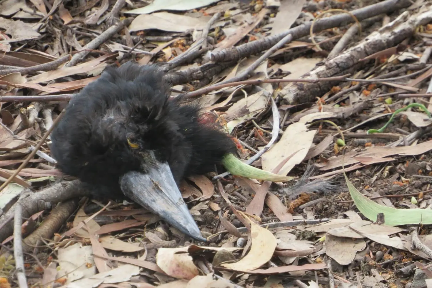 Decapitated Currawong