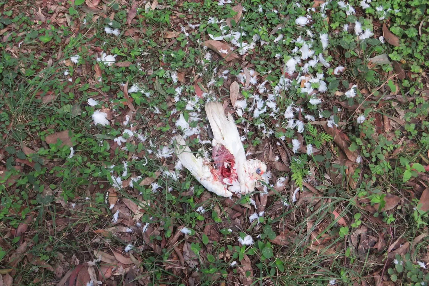 Finding A Corella Ripped Apart By Crows