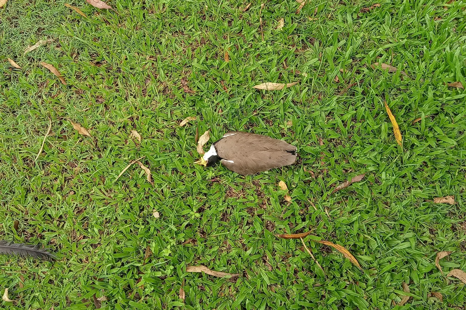 Masked Lapwing Collapses And Dies After Vomiting
