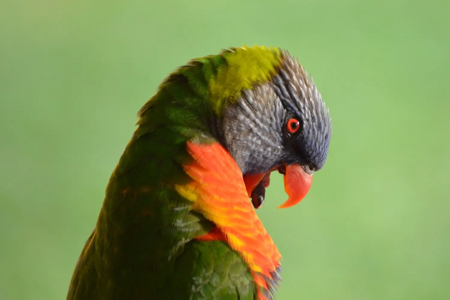 Feather Plucking In A Parrot