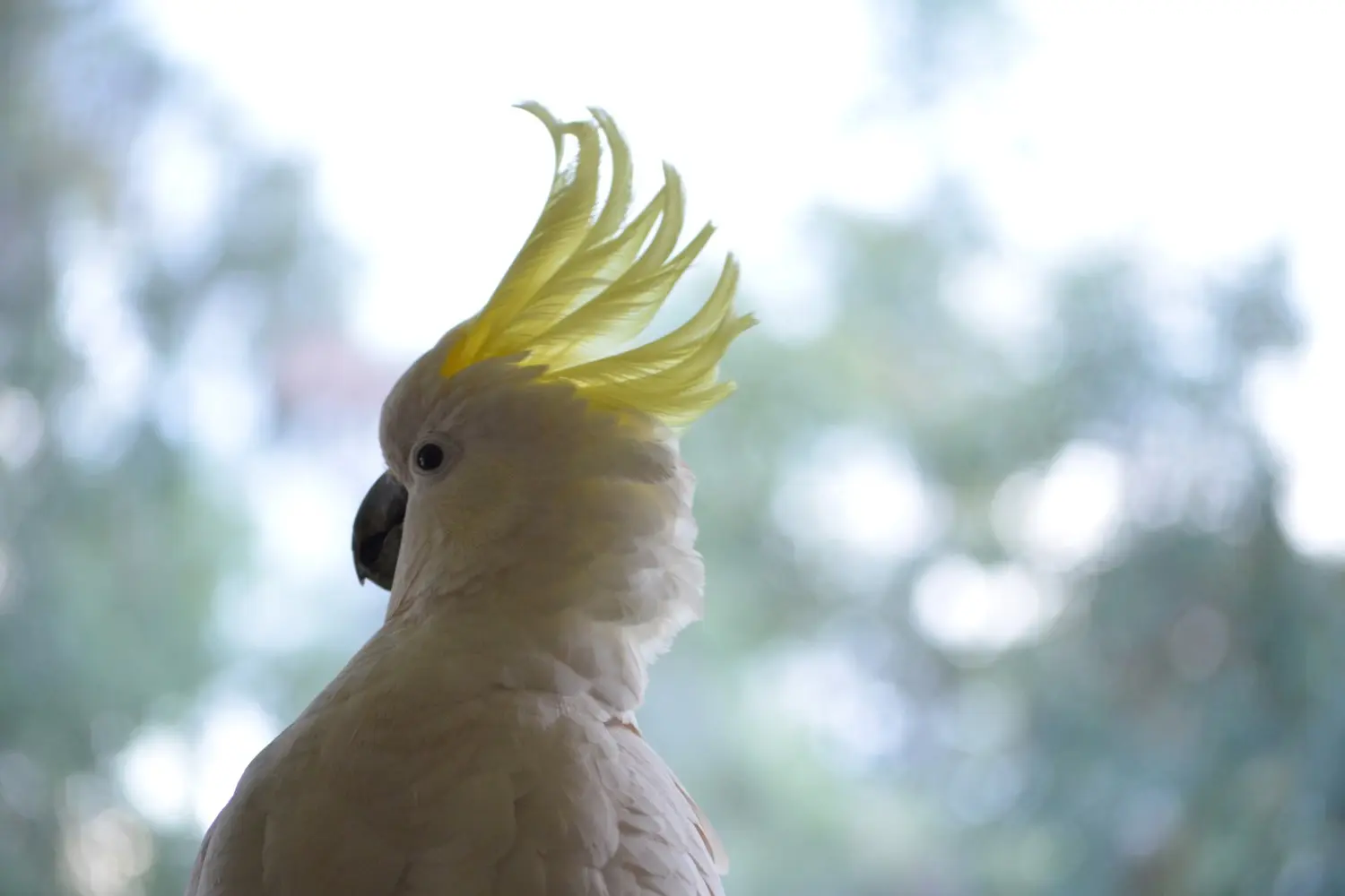 An Elderly Cockatoo In Need