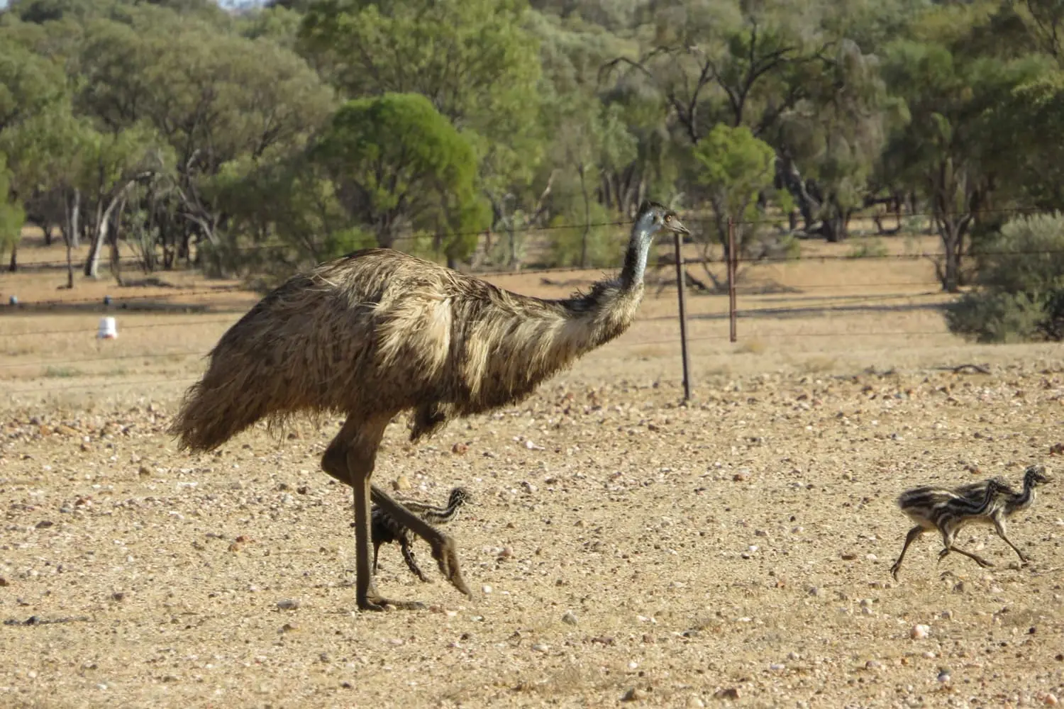 A Running Emu