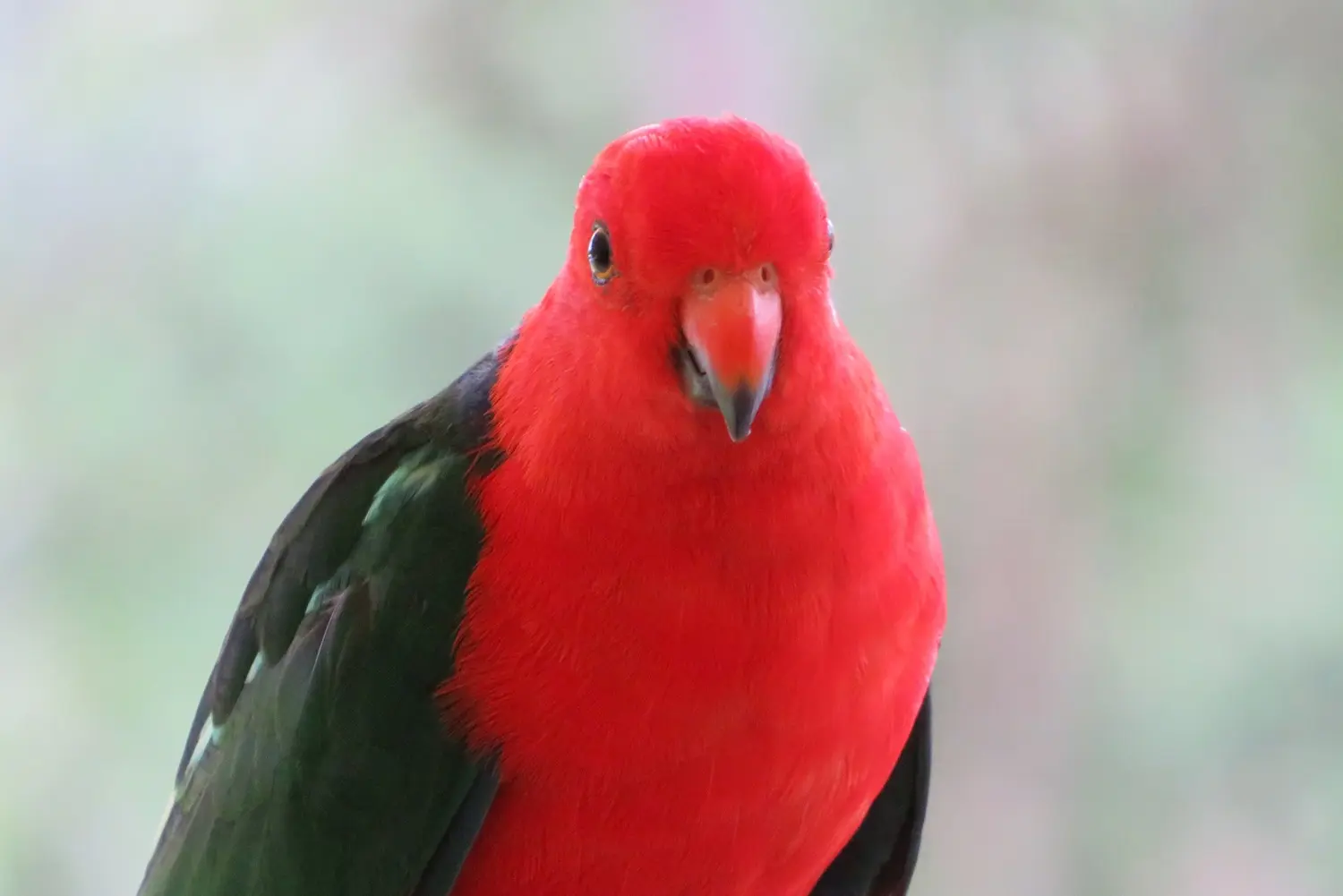 Bird Is Unwell