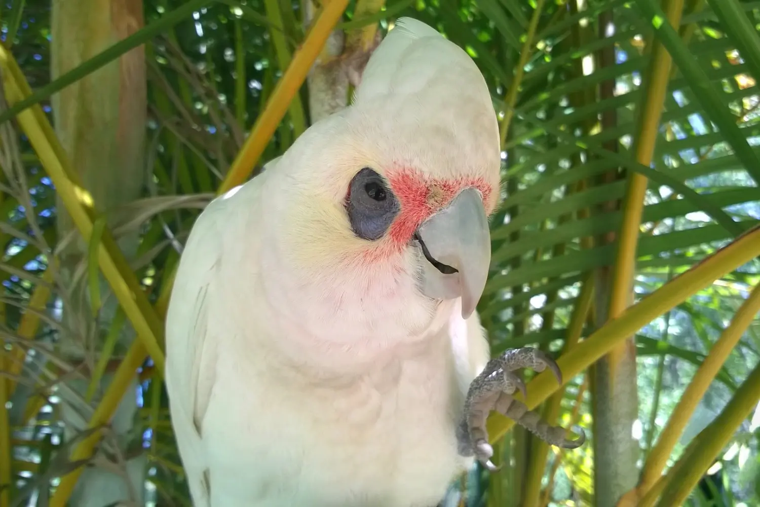 Corella Reaching Out