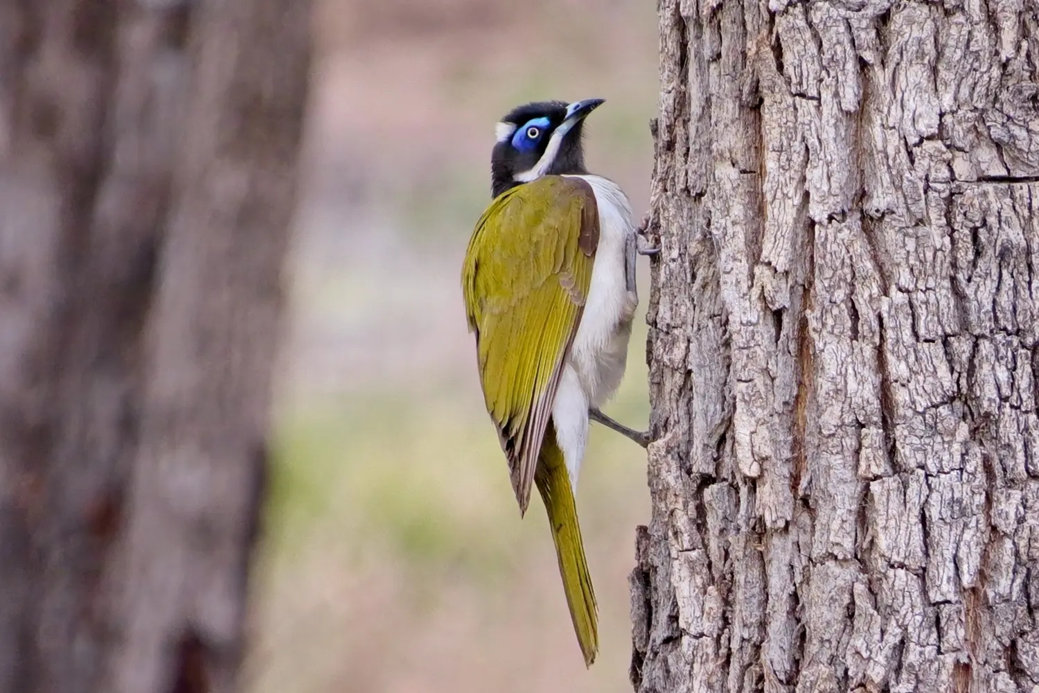 A Bird In A Backyard Sanctuary