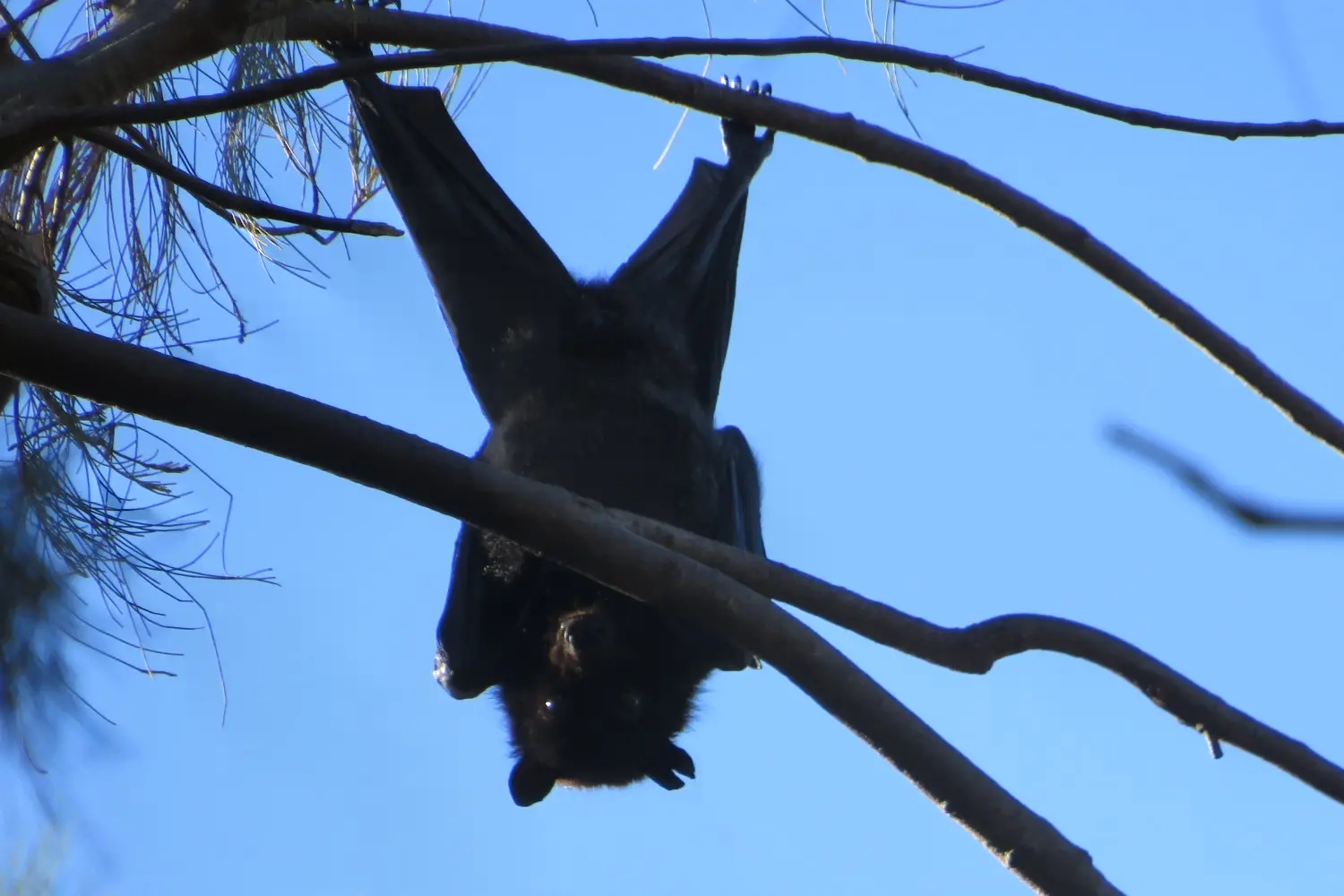A Bat In A Tree