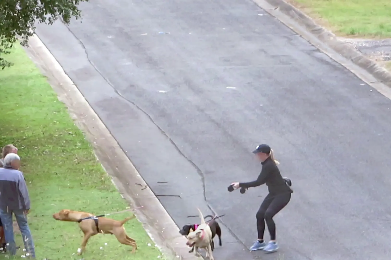 Couple Out For A Walk Confront Dogs