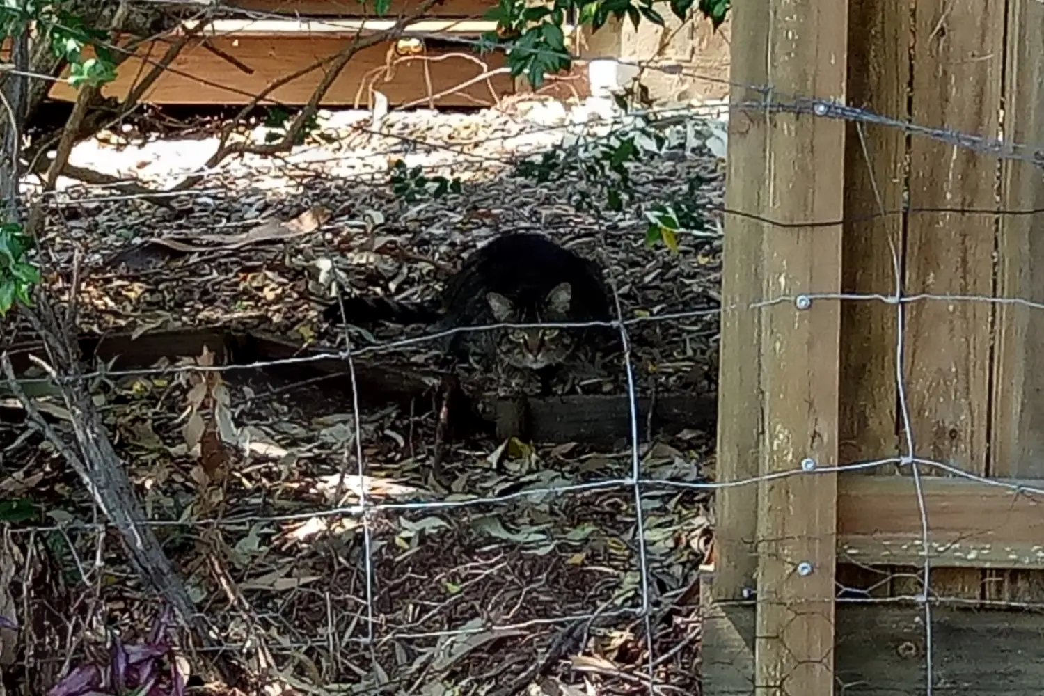 Loose Cat 1