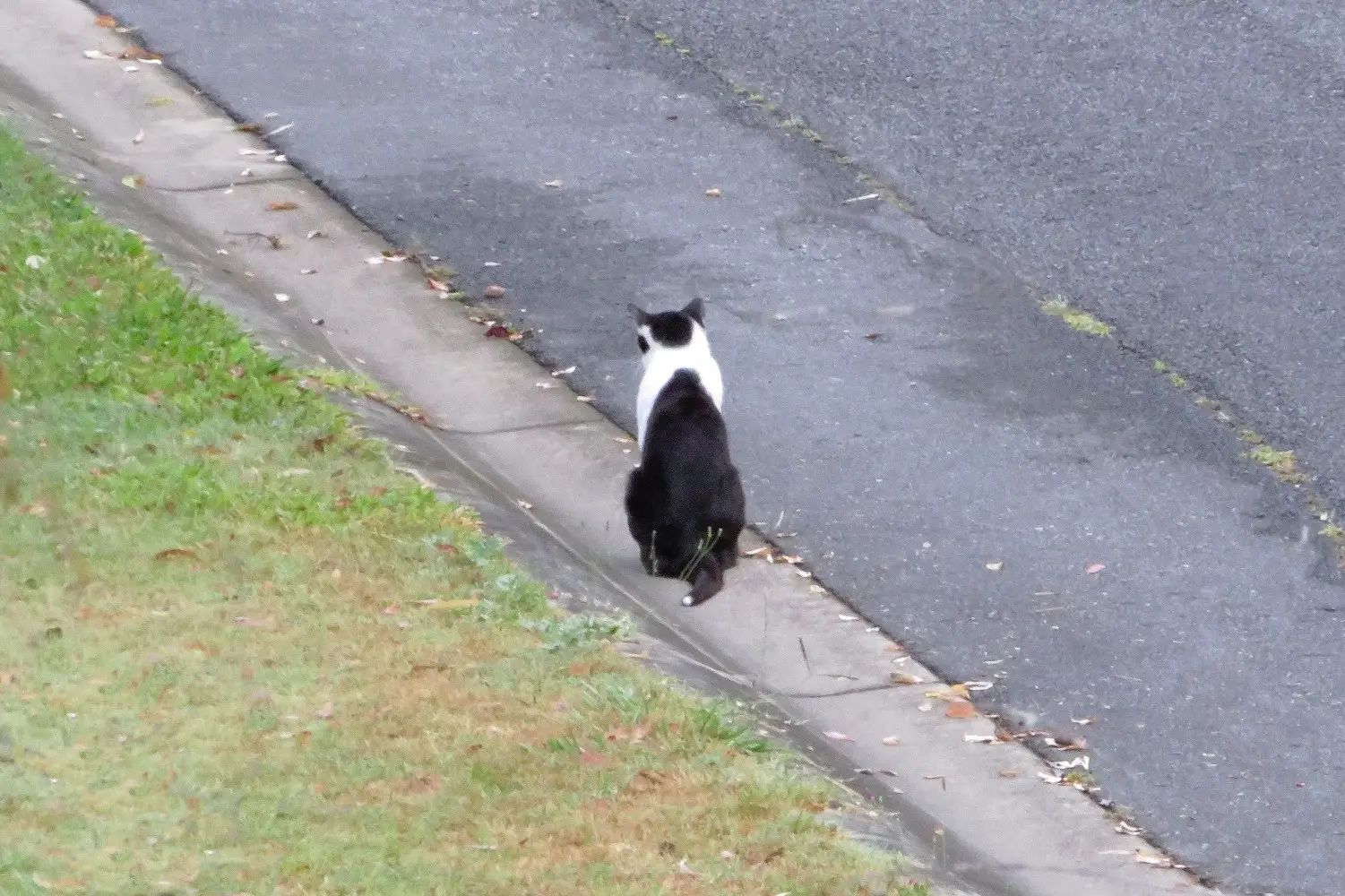 Loose Cat 2