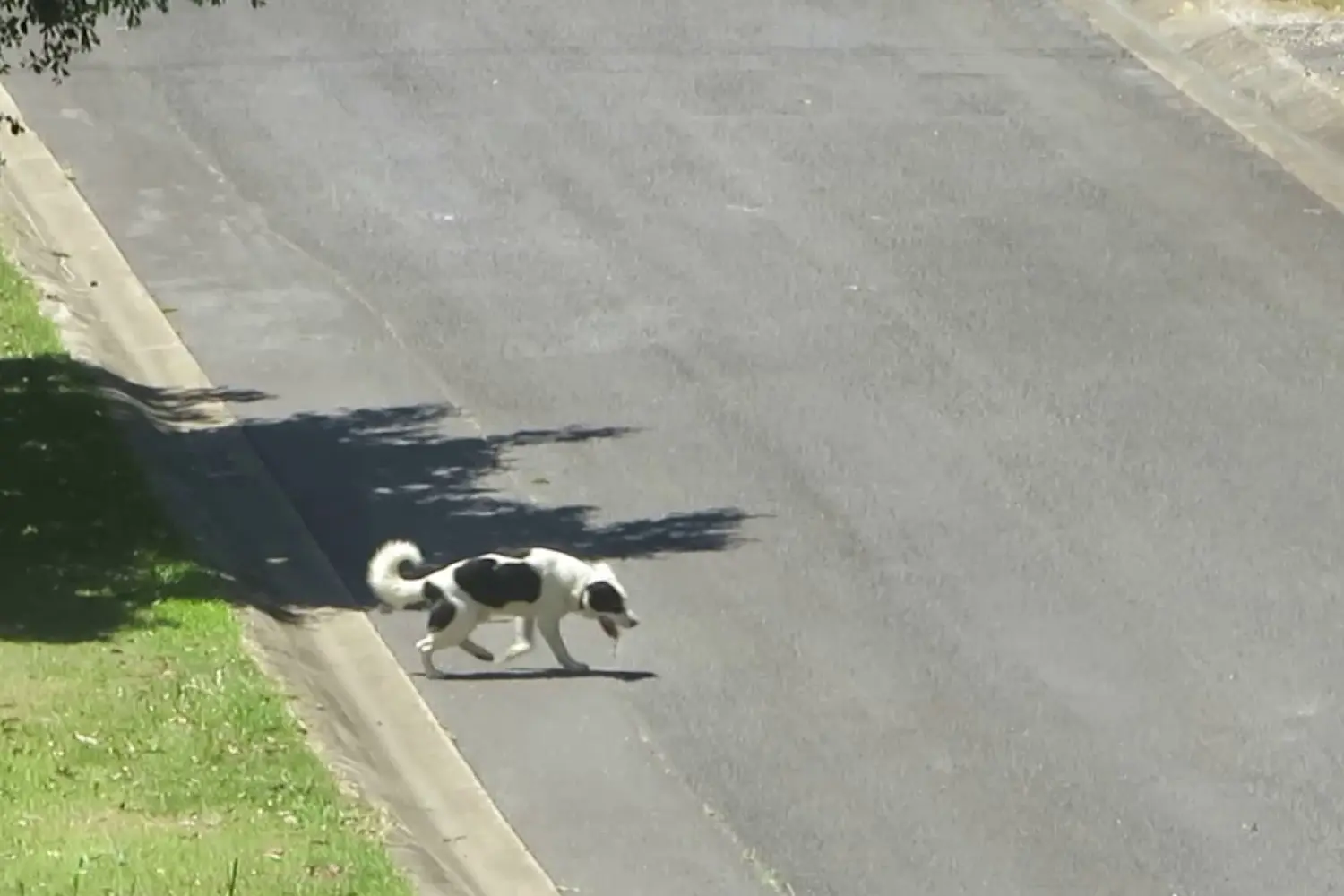 Loose Dog 1