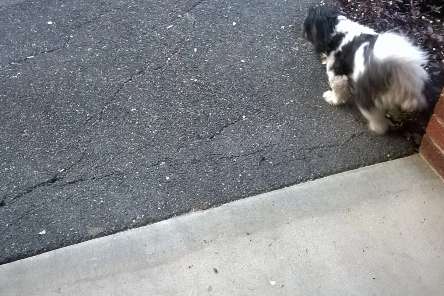 Loose Dog 10