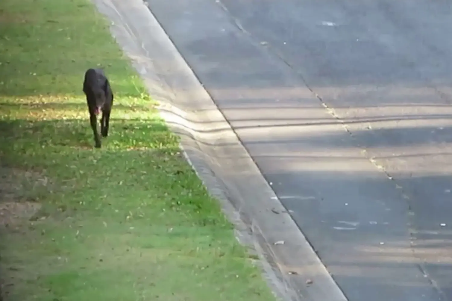 Loose Dog 11