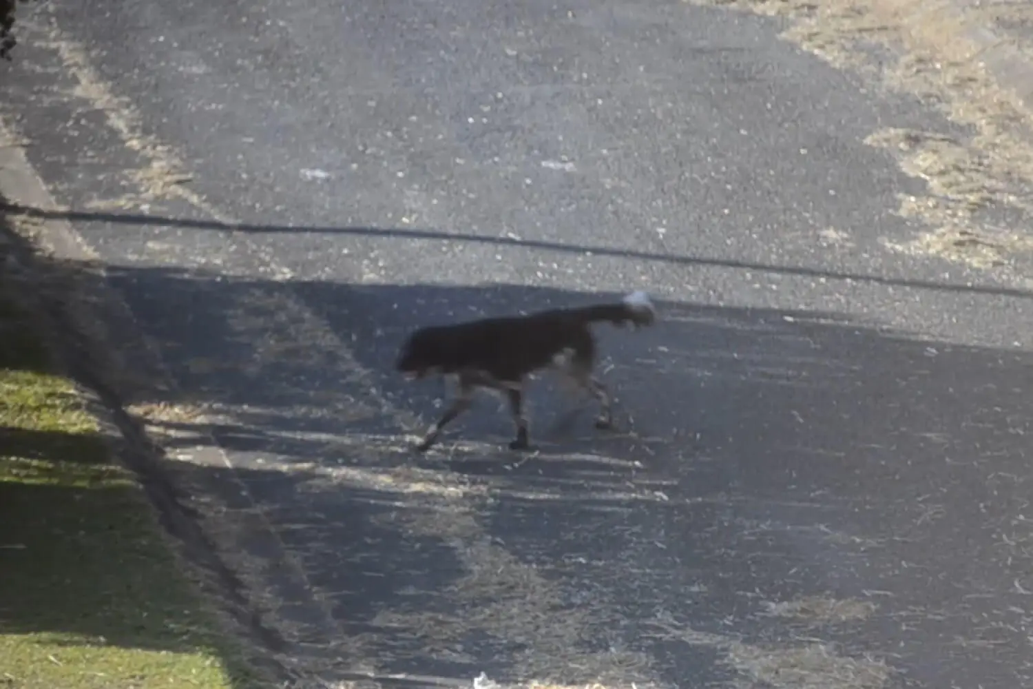 Loose Dog 12