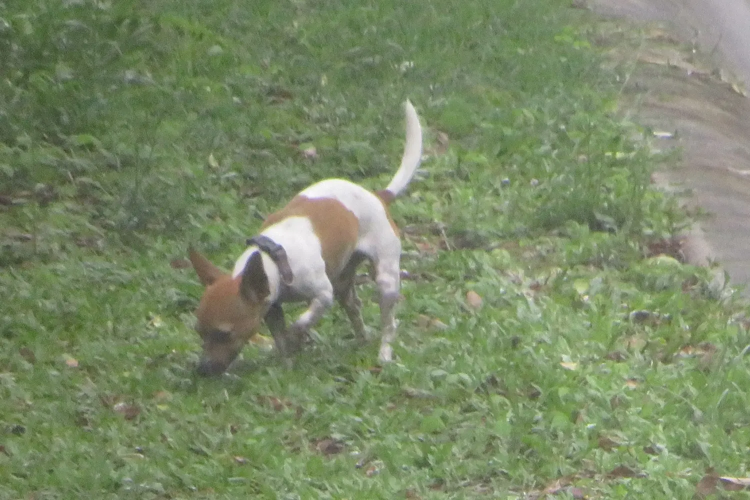 Loose Dog 14
