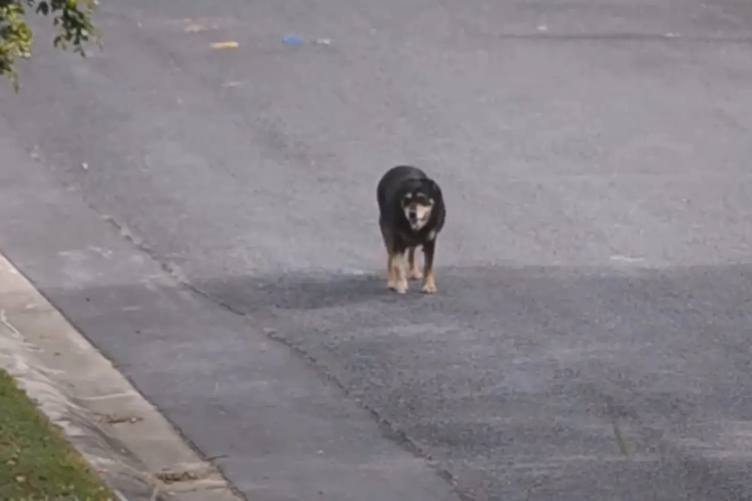 Loose Dog 15