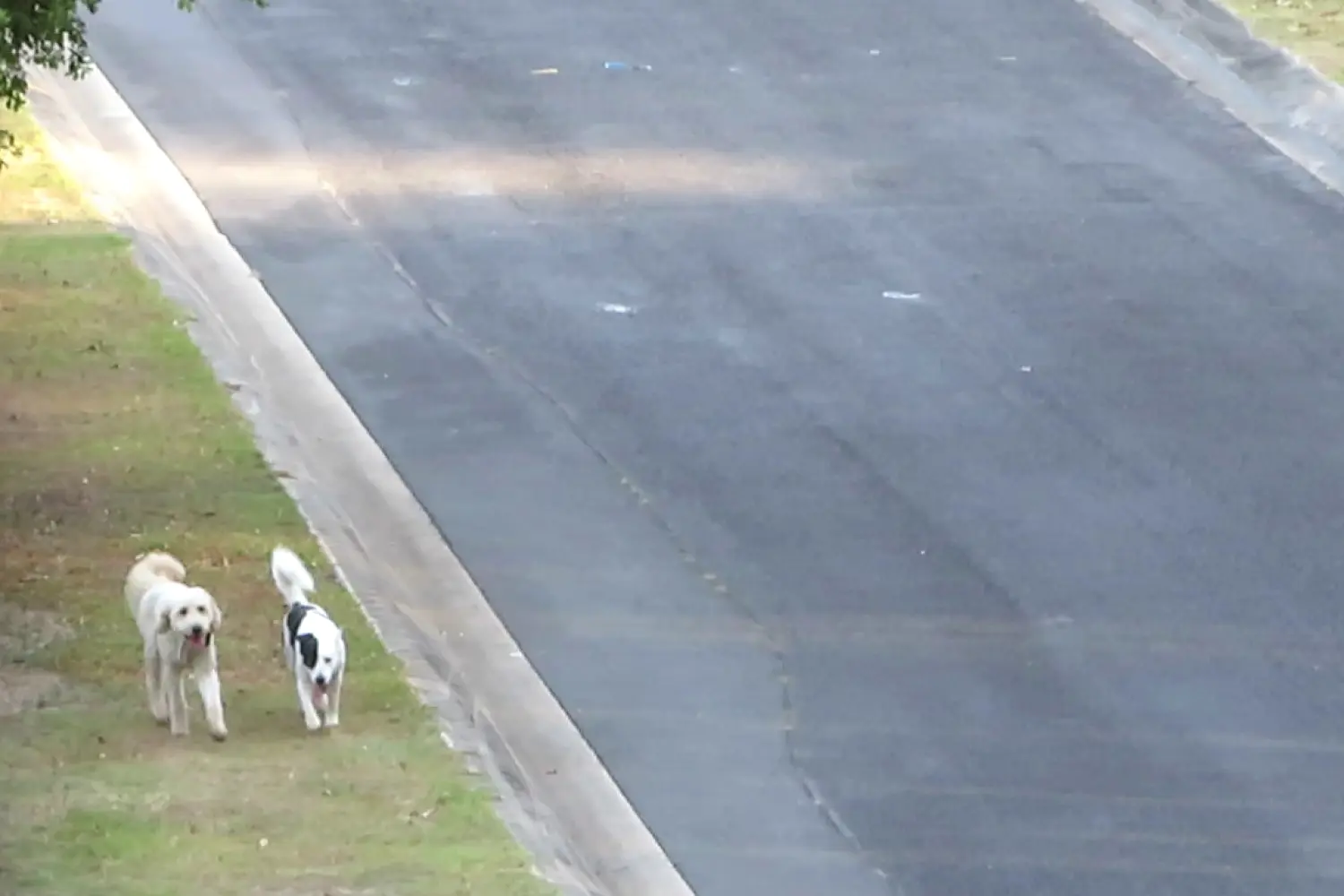 Loose Dog 16