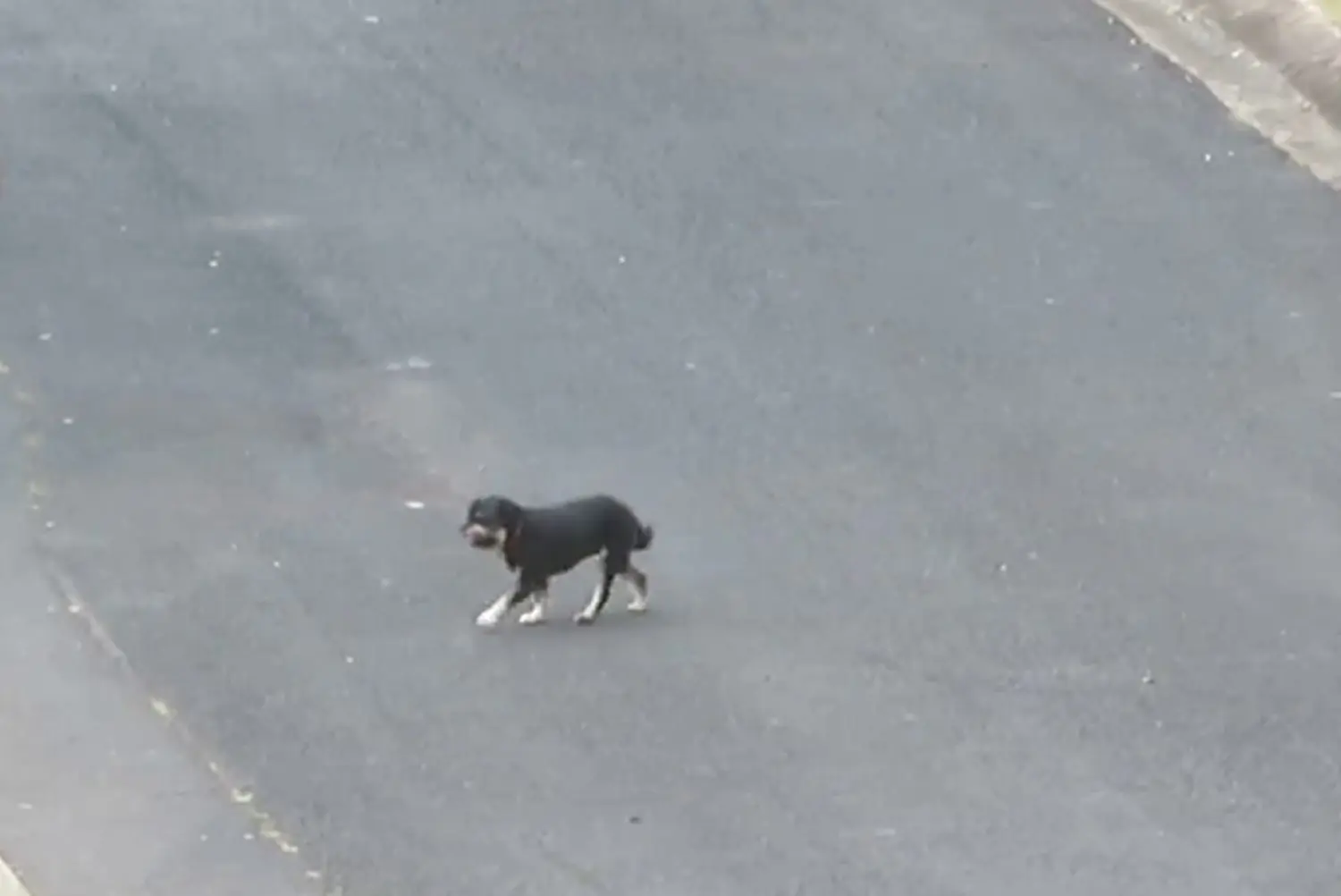 Loose Dog 17