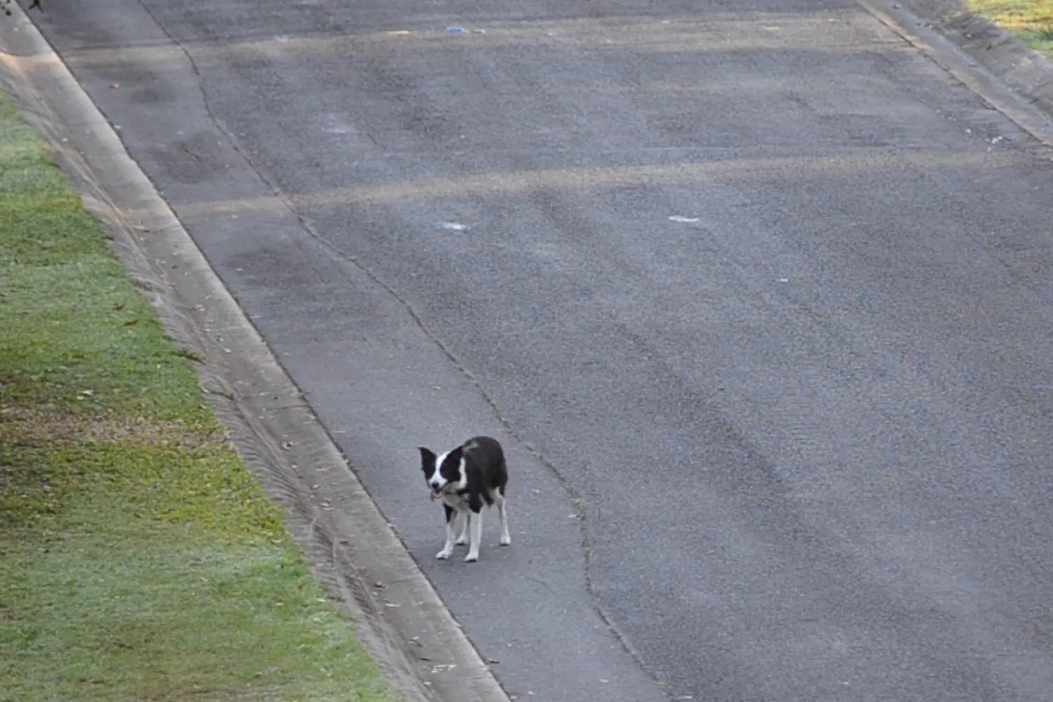 Loose Dog 18