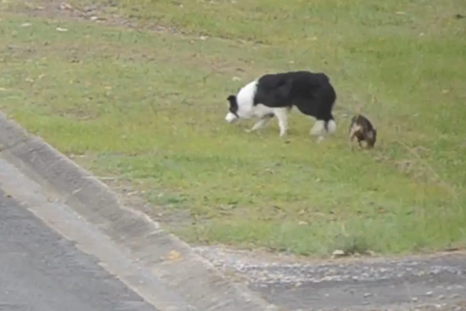 Loose Dog 19
