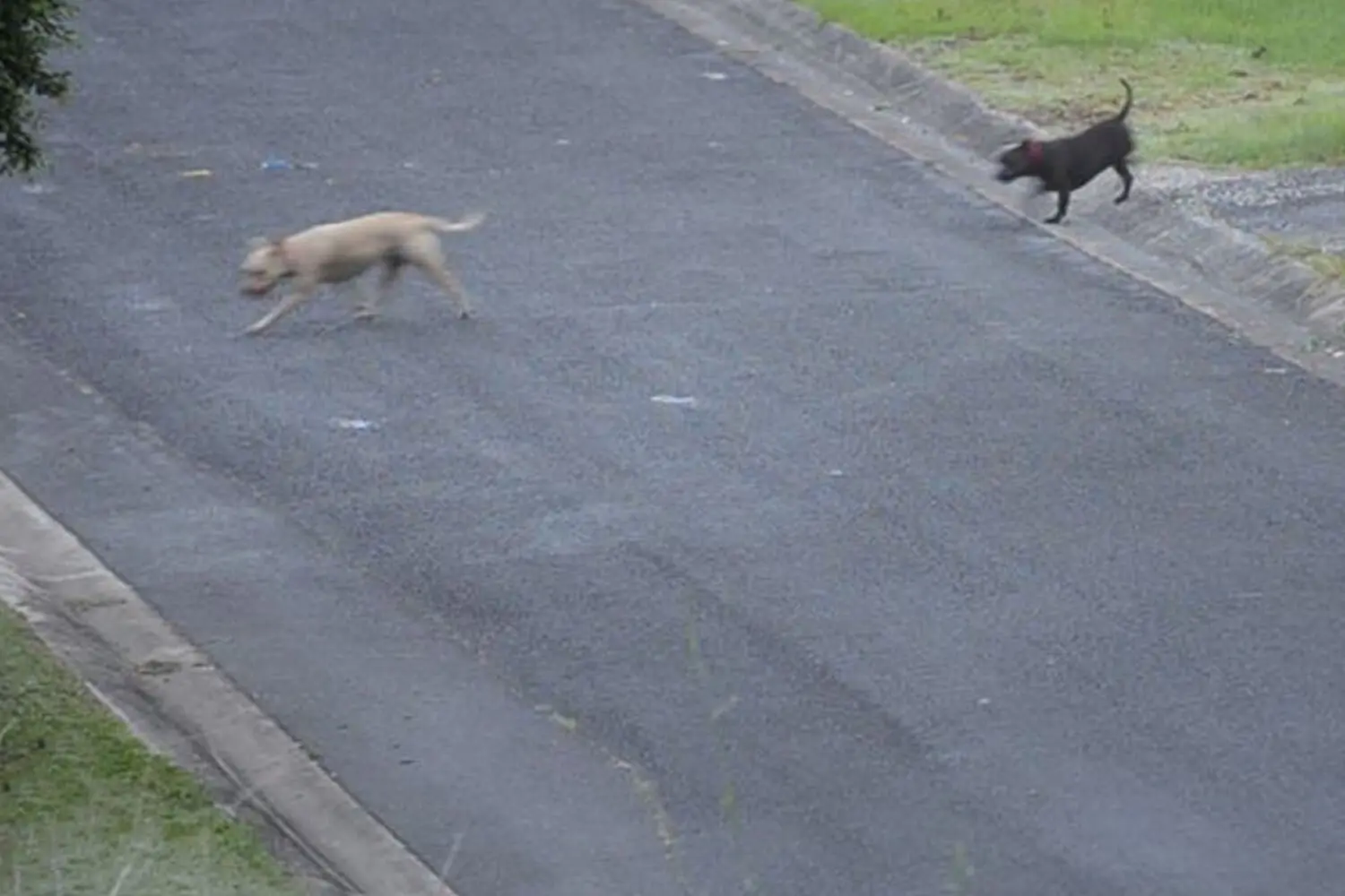 Loose Dog 2 And 3