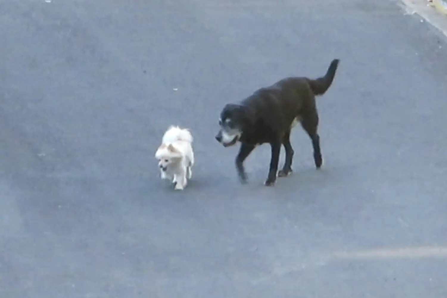 Loose Dog 22 And 23