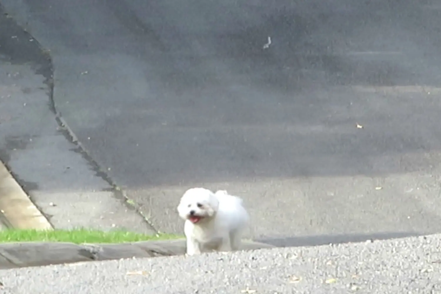 Loose Dog 24