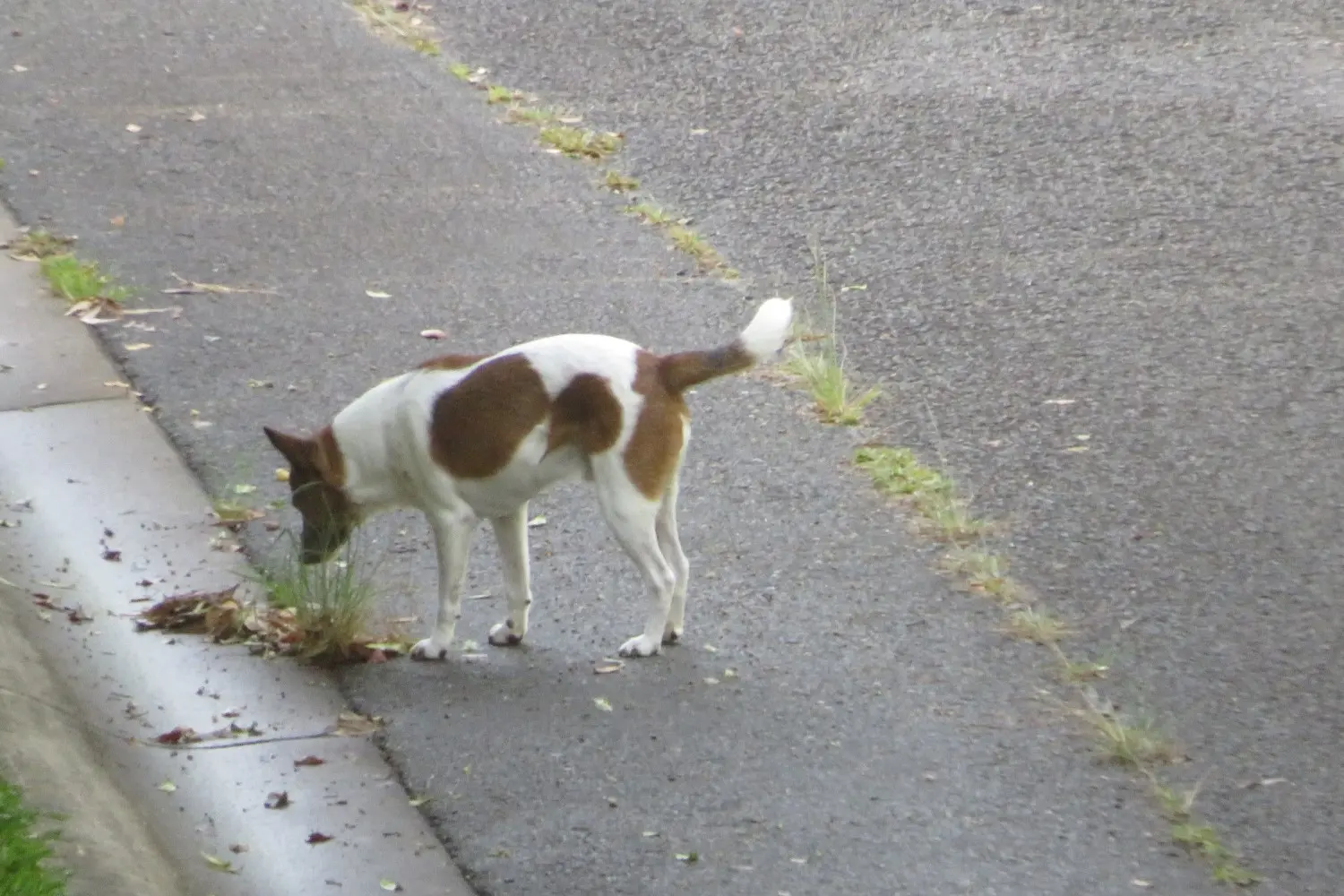 Loose Dog 25