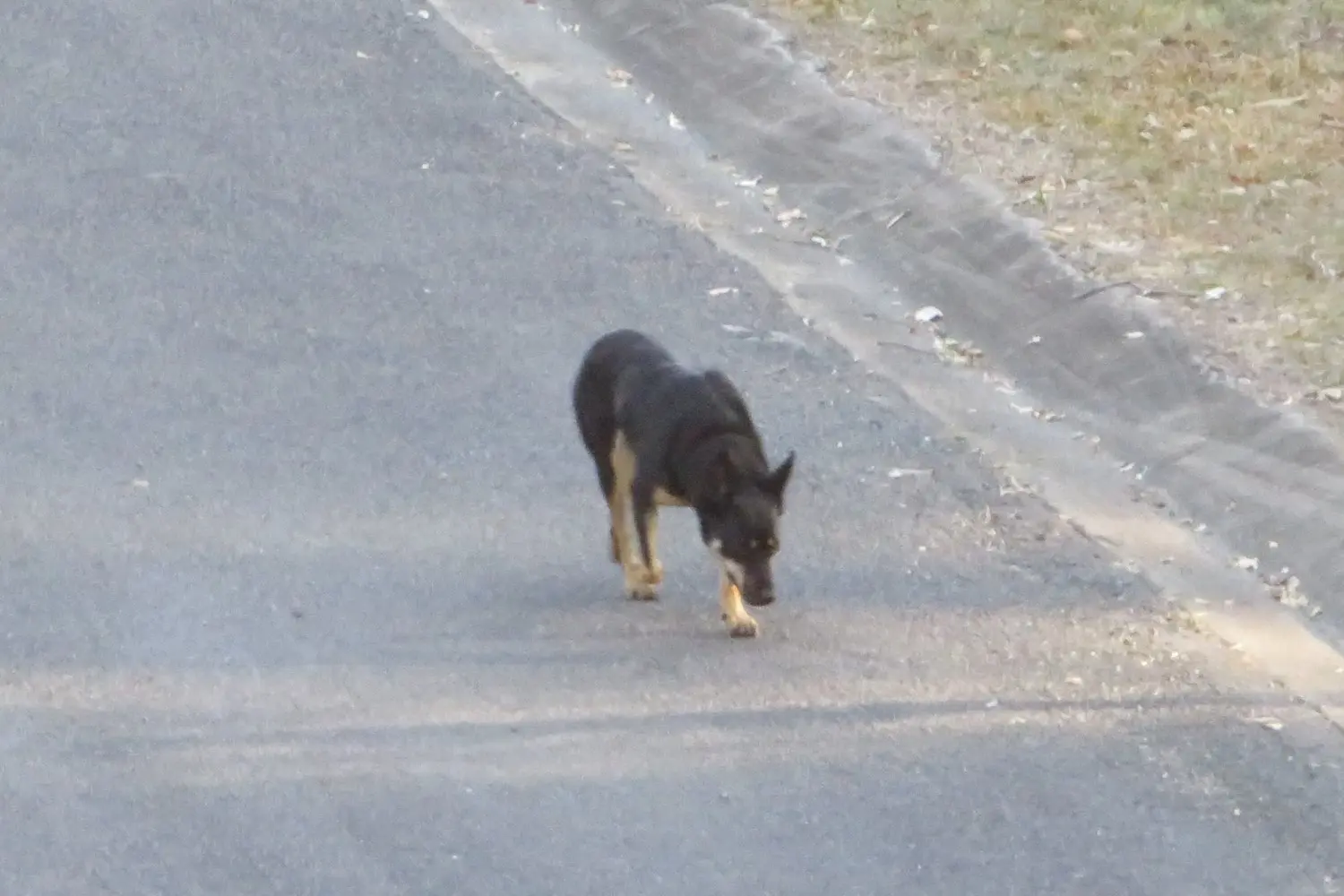 Loose Dog 26