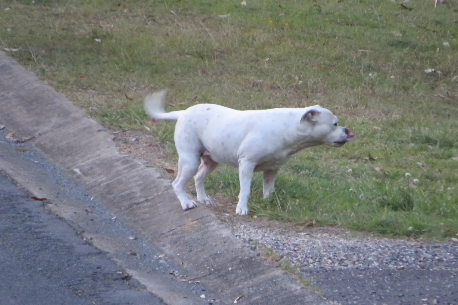 Loose Dog 27