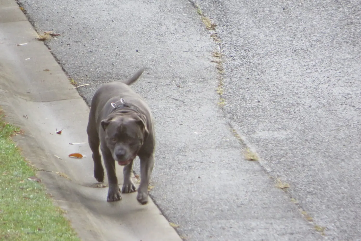 Loose Dog 28