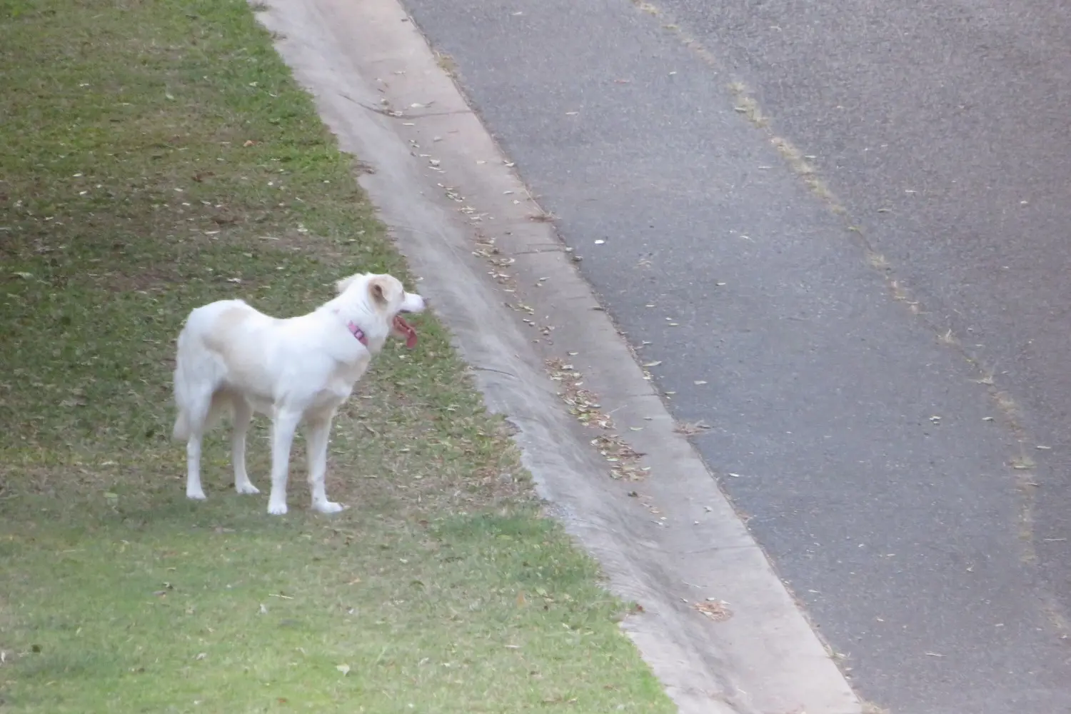 Loose Dog 29