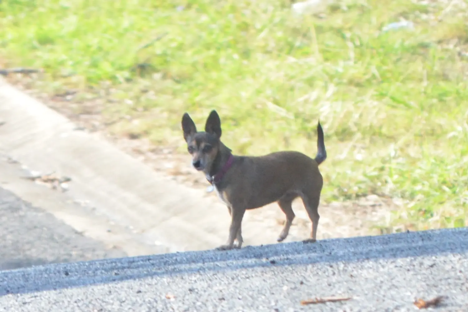 Loose Dog 4