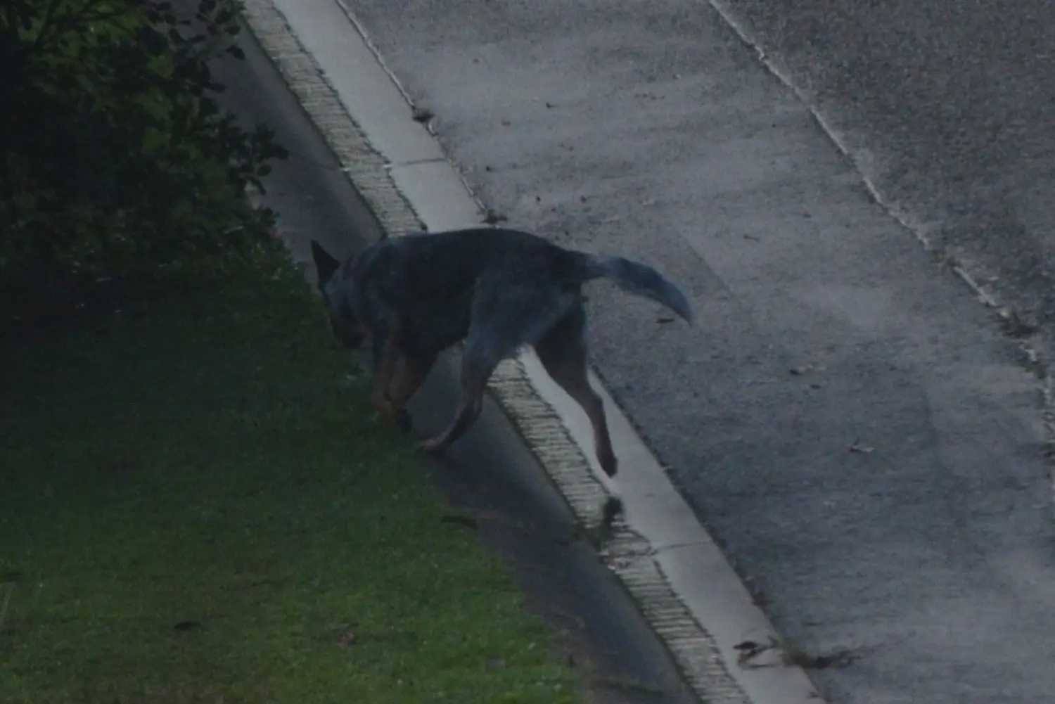 Loose Dog 5
