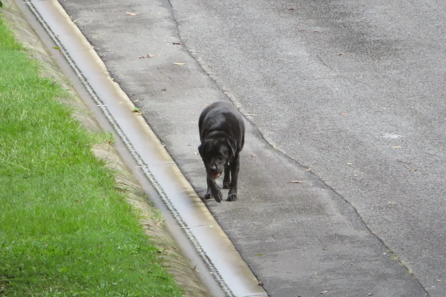 Loose Dog 6