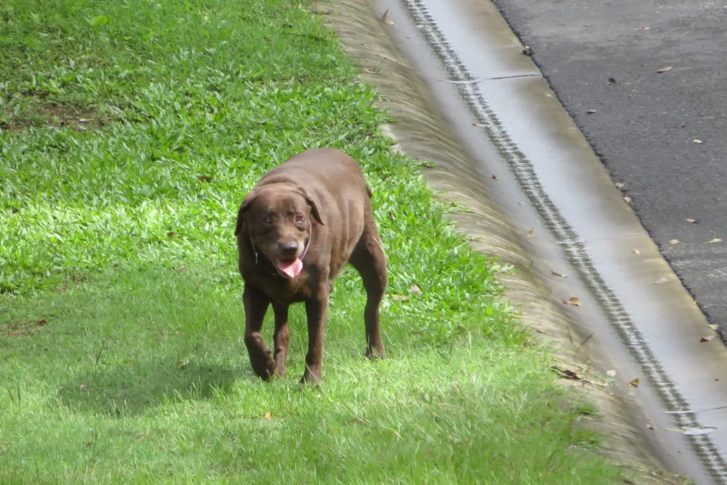 Loose Dog 7