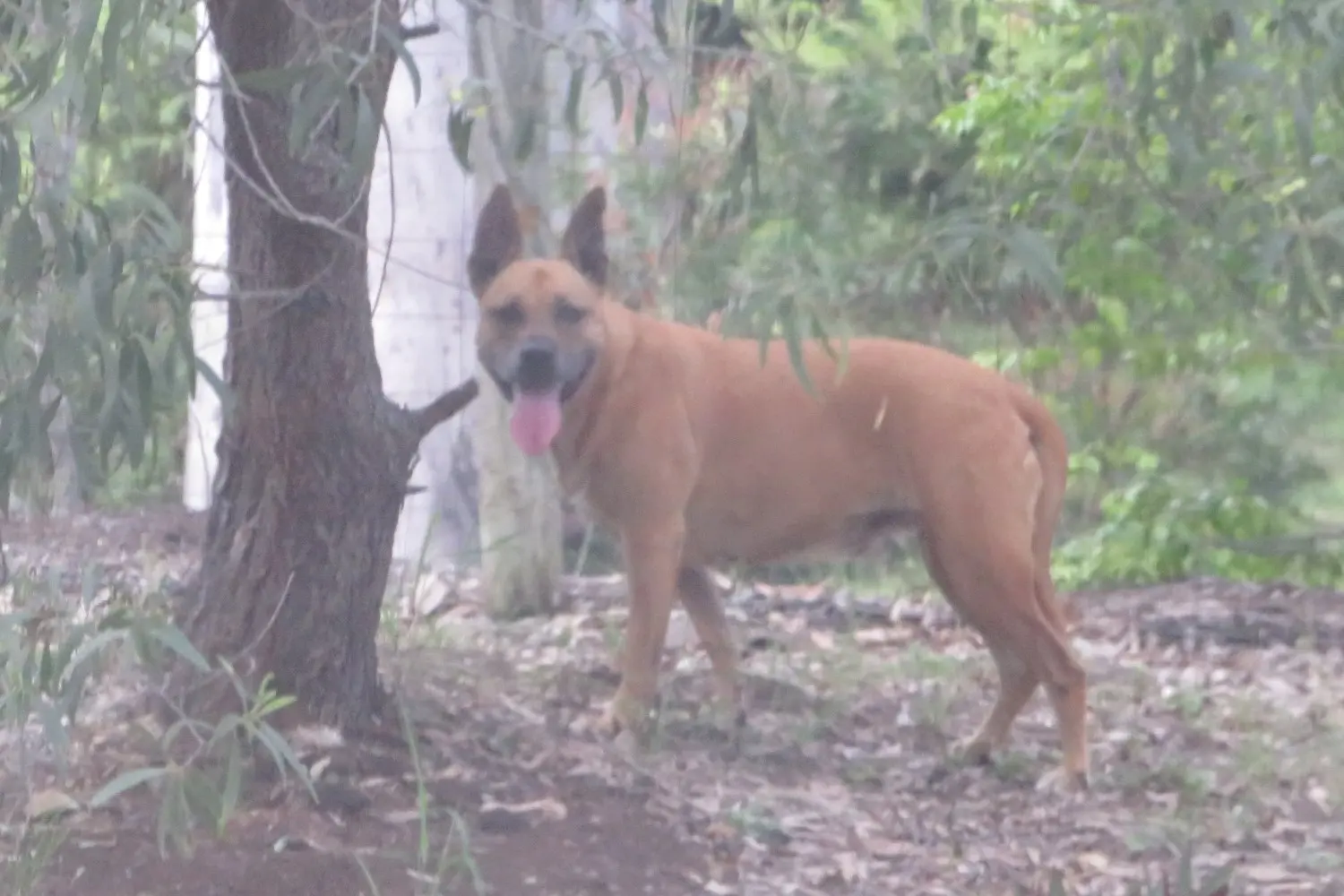 Loose Dog 8