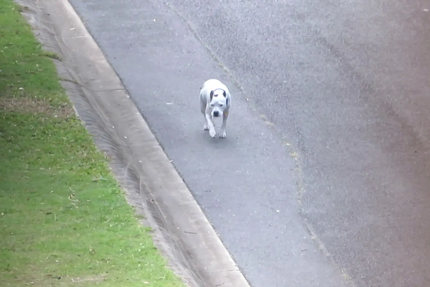 Loose Dog 9