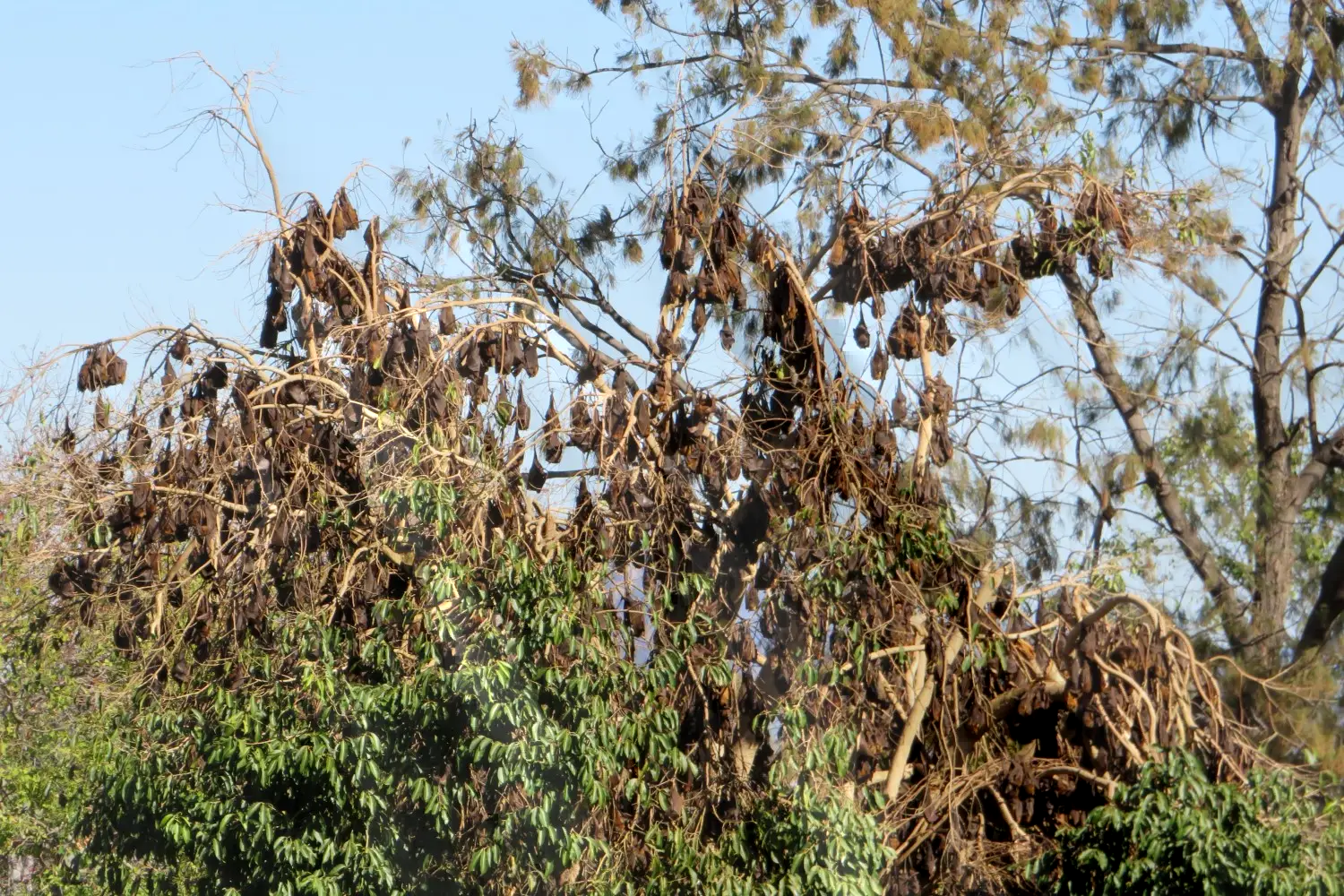 Multiple Bats In A Tree